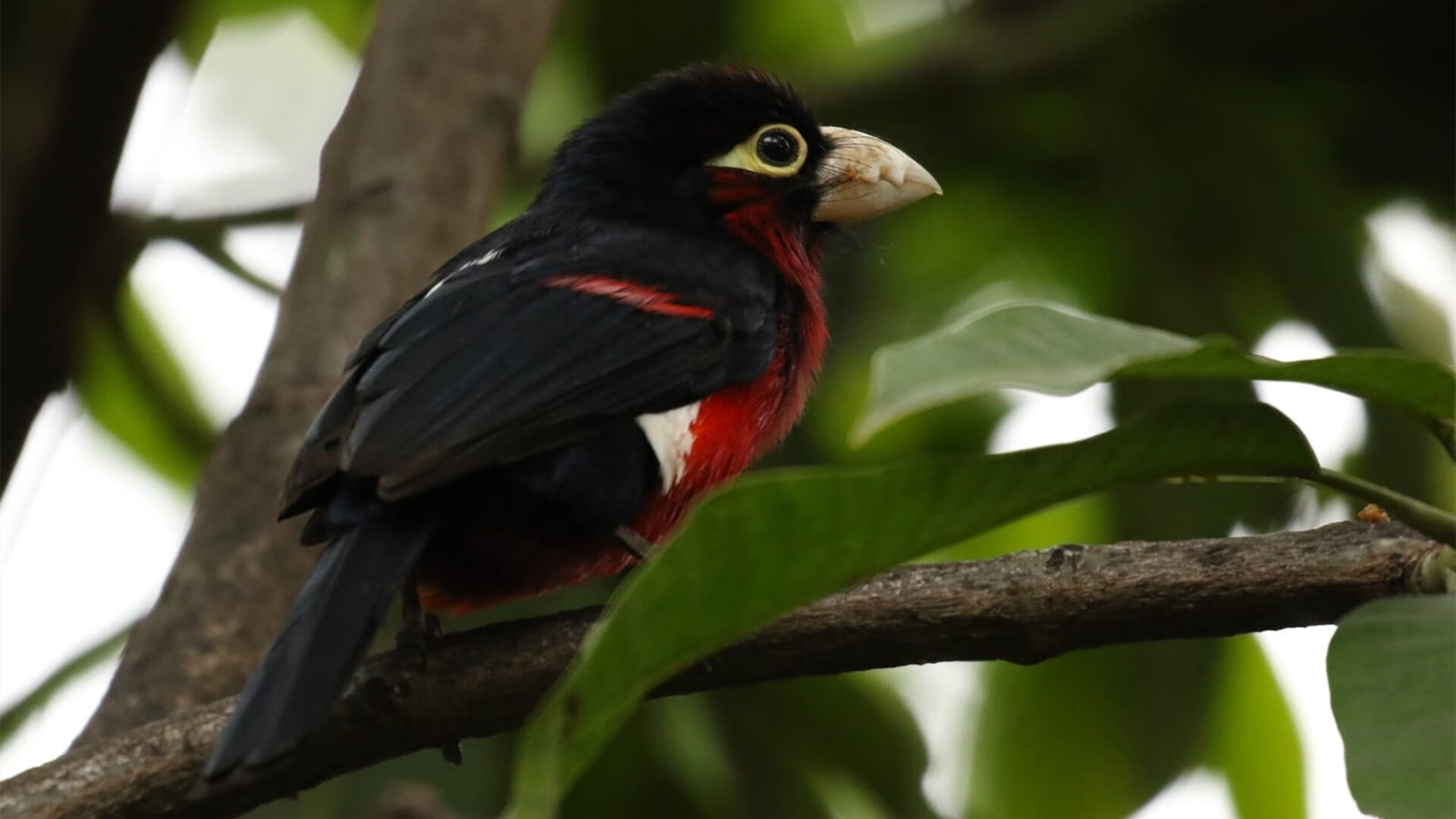 开云体育官方网站-活塞引擎轰鸣冲垮森林狼，班凯罗却在F1街道赛接管了比赛